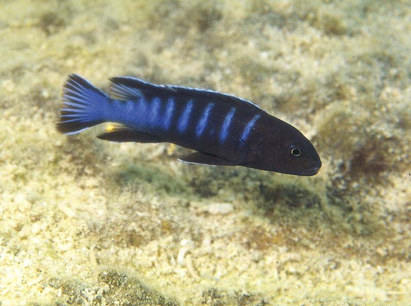 Chindongo bellicosus 'Thumbi West Island'